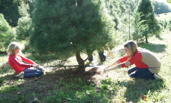 holderness family girls cutting down the christmas tree