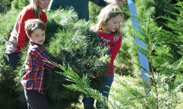 holderness family carrying the christmas tree home